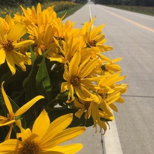 Meet your Posher, Sydney